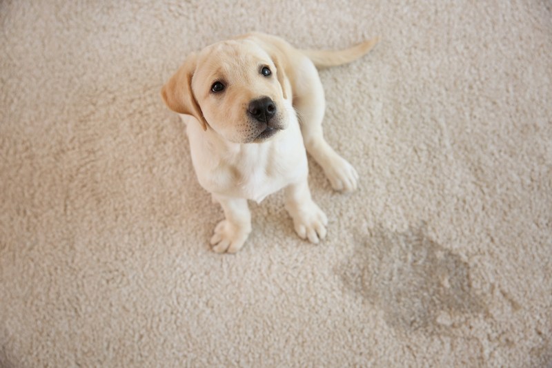 Top Rated West Bellevue Carpet Cleaner in WA near 98005